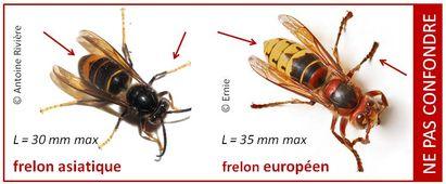 frelons