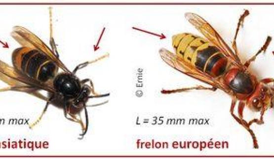 frelons